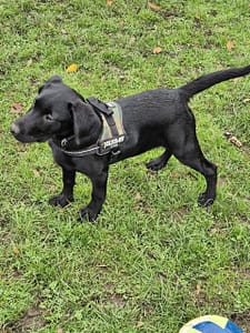 Hugo. Our adorable labrador puppy.